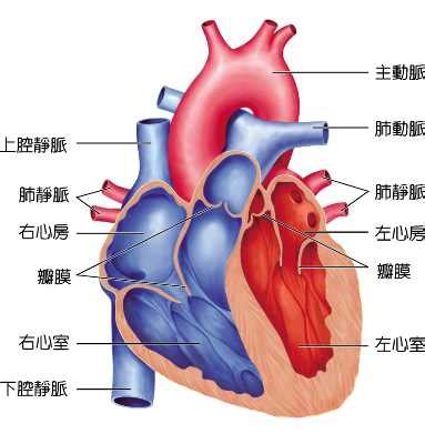 下腔靜脈孕婦